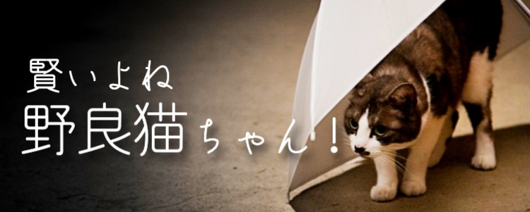 元気に生きてね野良猫ちゃん！